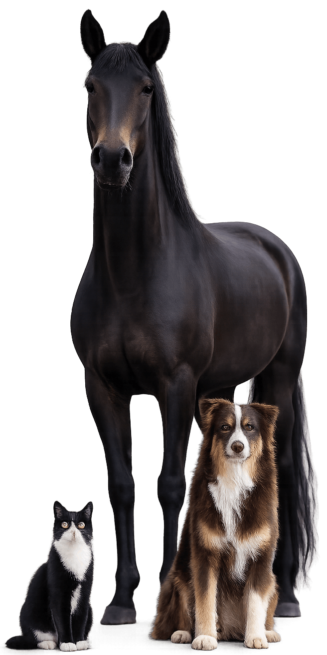 Sonja-Reisinger-Medizintechnik-Tierheilpraxis-Rehakonzepte-Tiere-Pferde-Bioresonanzanalyse-Therapie