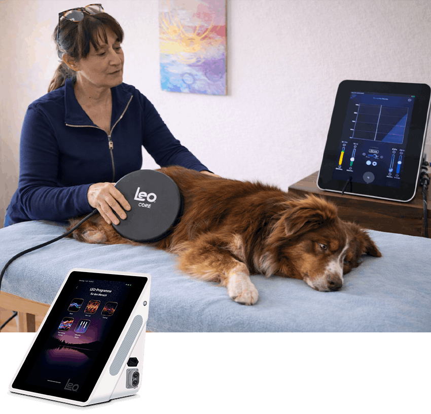 Sonja-Reisinger-Medizintechnik-Tierheilpraxis-Rehakonzepte-Tiere-Pferde-LEO-LifeEnergyOptimizer
